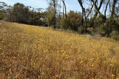 Diuris picta