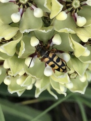 Typocerus sinuatus