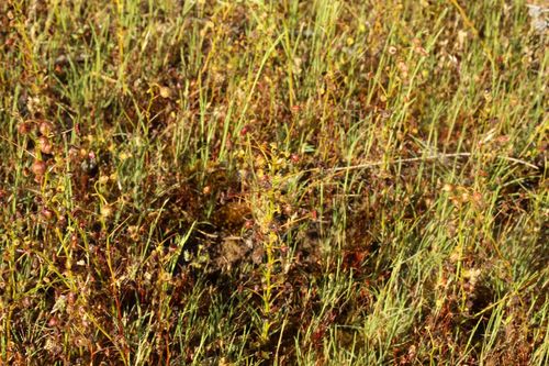 Drosera stricticaulis