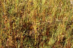 Drosera stricticaulis