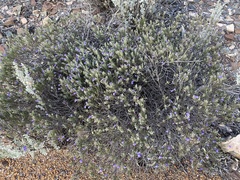 Eremophila caerulea
