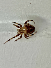 Araneus diadematus