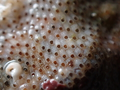 Cryptosula pallasiana