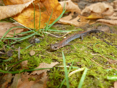 Big Levels Salamander