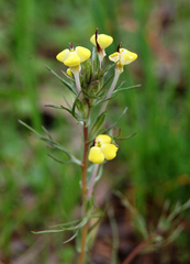 Triphysaria eriantha