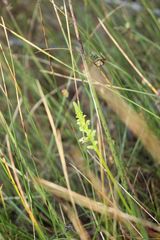 Microtis eremaea