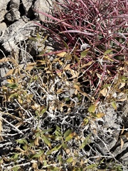 Pleurocoronis pluriseta