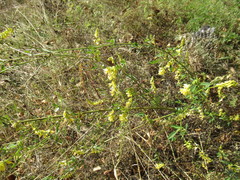 Melilotus suaveolens