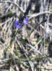 Comesperma scoparium