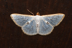 Leuciris