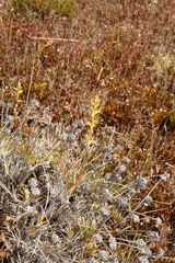 Prasophyllum gracile