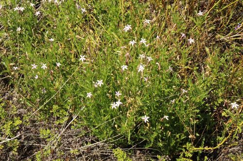 Image of Lithotoma petraea by (c) Em Lamond, some rights reserved (CC BY)