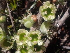 Leptospermum spinescens