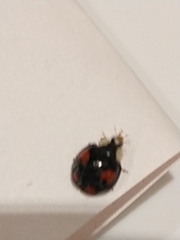 Harmonia axyridis