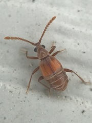 Atinus monilicornis