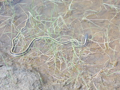 Thamnophis atratus
