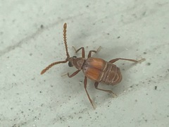 Atinus monilicornis