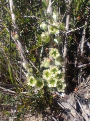 Leptospermum spinescens