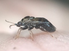 Deraeocoris nebulosus