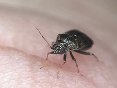 Deraeocoris nebulosus