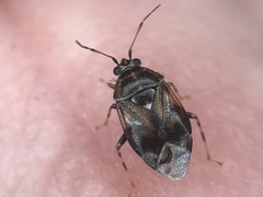 Deraeocoris nebulosus