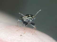 Deraeocoris nebulosus