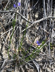 Comesperma scoparium
