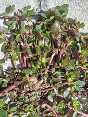 Portulaca oleracea