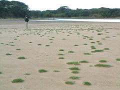 Salicornia natalensis