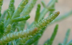 Salicornia natalensis