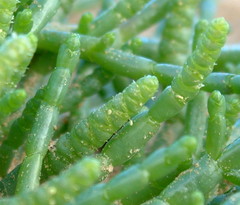 Salicornia natalensis