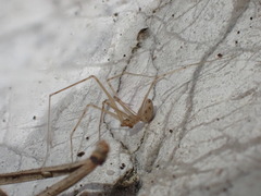 Spermophorides huberti