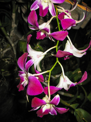 Dendrobium