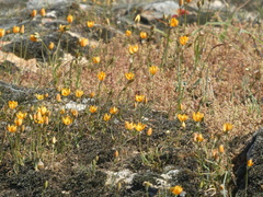 Ornithogalum rupestre