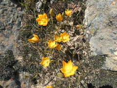 Ornithogalum rupestre