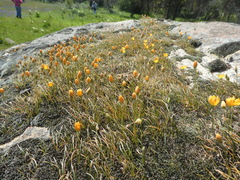 Ornithogalum rupestre