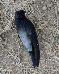 Chaetura brachyura
