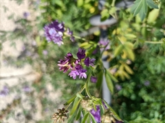 Medicago sativa