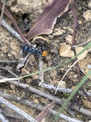 Myrmecia mandibularis
