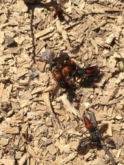 Dasymutilla scaevola