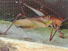 Ischnomela pulchripennis