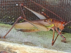 Ischnomela pulchripennis