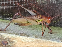 Ischnomela pulchripennis