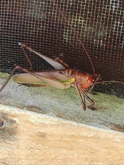 Ischnomela pulchripennis