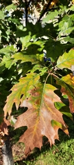 Quercus rubra