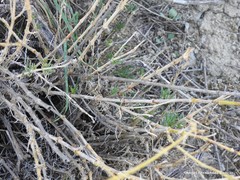 Gypsophila struthium
