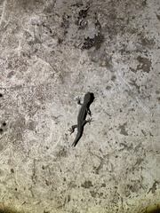 Strophurus intermedius