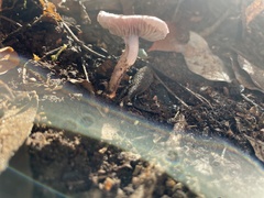Inocybe ionolepis