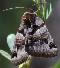 Euclidia ardita