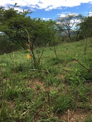 Gladiolus aurantiacus